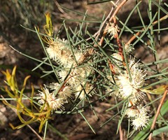 Hakea mitchellii