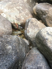 Rhampholeon platyceps