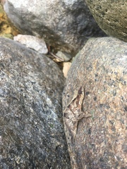 Rhampholeon platyceps