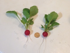 Raphanus sativus radicula