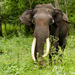 Asian Elephants - Photo (c) Srikaanth Sekar, some rights reserved (CC BY-SA)