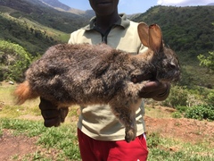 Pronolagus rupestris