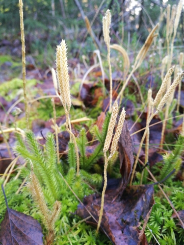 Lycopodium clavatum
