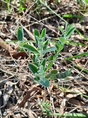 Phyllanthus fuernrohrii