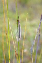 Deutoleon lineatus