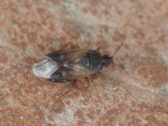 Lyctocoris campestris