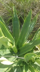 Eryngium serra