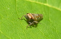 Perotettix pictus