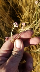 Pfaffia tuberosa