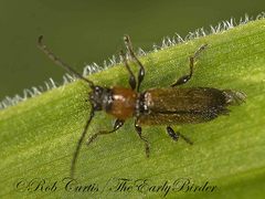 Phymatodes hirtellus