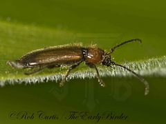Phymatodes hirtellus