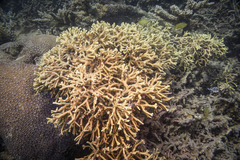 Millepora tenera