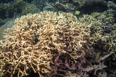 Millepora tenera