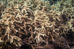 Millepora tenera