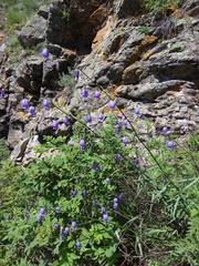 Adenophora stenanthina