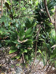Dracaena fragrans compacta