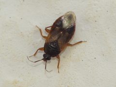 Lyctocoris campestris