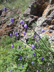 Adenophora stenanthina