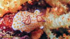 Goniobranchus annulatus