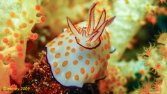 Goniobranchus annulatus