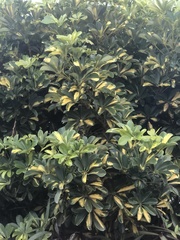 Heptapleurum arboricola