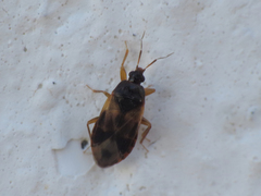 Lyctocoris campestris