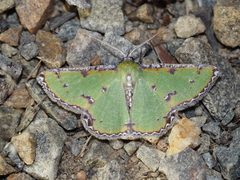 Eucyclodes buprestaria