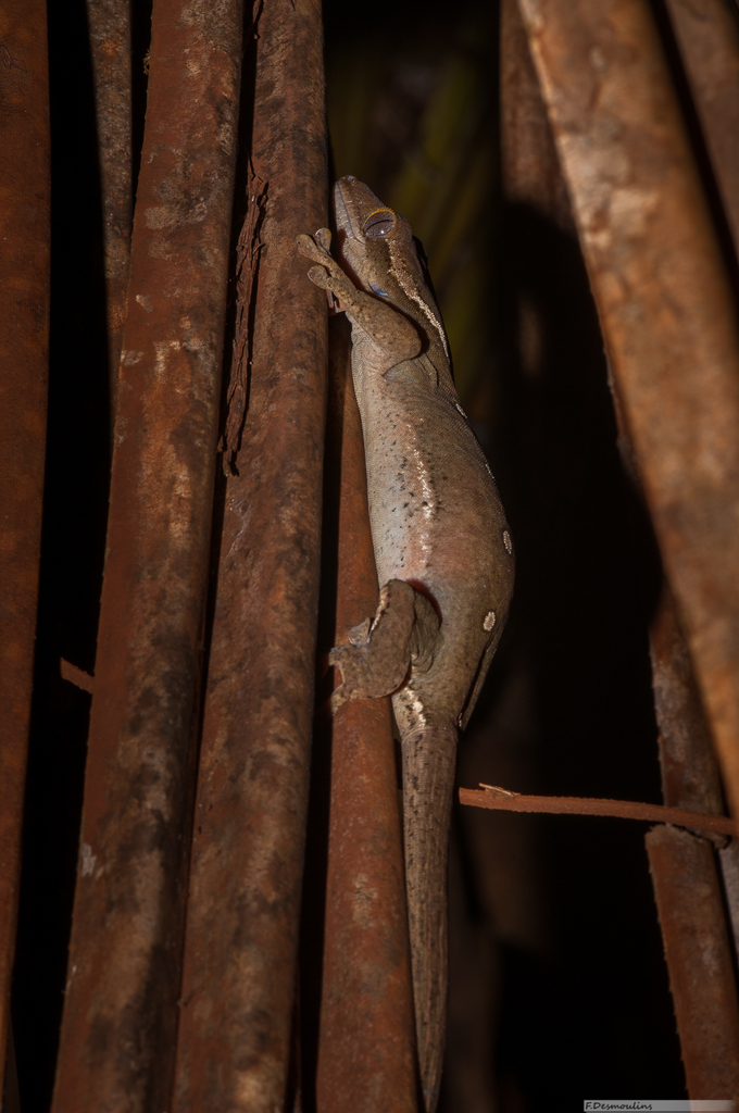 Roux's Giant Gecko
