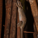 Prony Giant Gecko - Photo (c) Frédéric Desmoulins, some rights reserved (CC BY-NC), uploaded by Frédéric Desmoulins