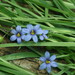 Narrow-leaved Blue-eyed Grass - Photo (c) dogtooth77, some rights reserved (CC BY-NC-SA)