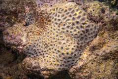 Acanthastrea