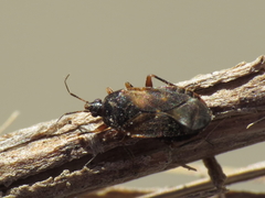 Lyctocoris campestris