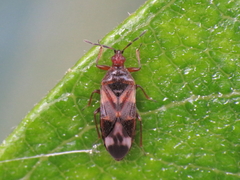 Anthocoris nemoralis