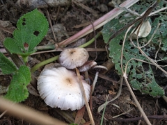 Psilocybe thaiaerugineomaculans