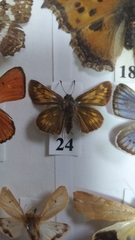 Ochlodes sylvanus