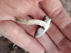 Psilocybe thaiaerugineomaculans