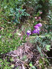 Dracocephalum peregrinum