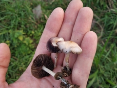 Psilocybe thaiaerugineomaculans