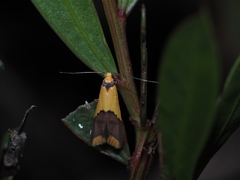 Hemibela oxyptera