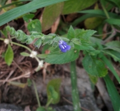 Salvia misella