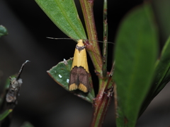 Hemibela oxyptera