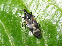 Anthocoris nemoralis