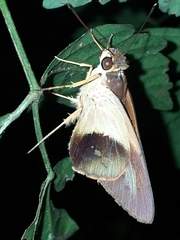 Calpodes longirostris