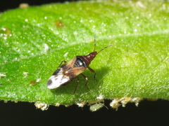 Anthocoris nemoralis