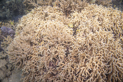 Millepora tenera