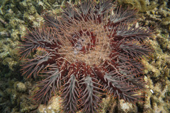 Acanthaster