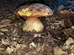 Rubroboletus lupinus