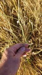 Pfaffia tuberosa