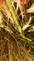 Pfaffia tuberosa