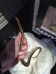 Thamnophis cyrtopsis ocellatus